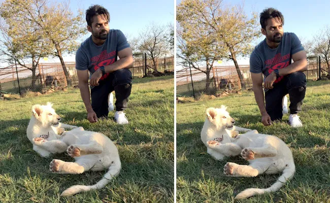 Sai Tej Play With Lion Cubs Pic Goes Viral - Sakshi