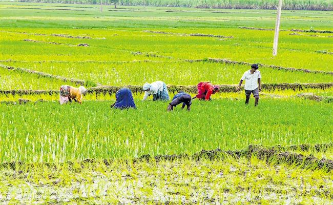 Decreasing percentage of workers in the agricultural sector - Sakshi