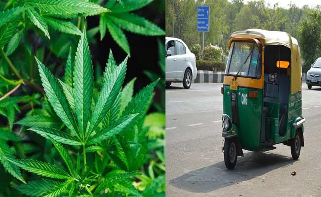 Faridabad: Woman Plants Marijuana In Husband Auto Over Affair - Sakshi