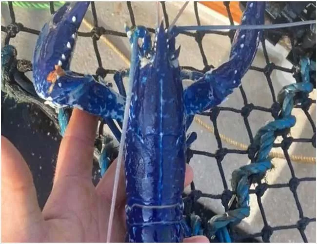 Lucky Fisherman Catches Rare One In Two Million Blue Lobster Releases It Back To Sea  - Sakshi