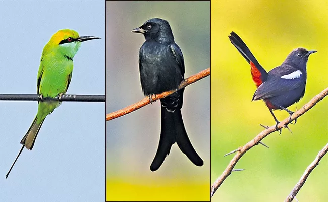 295 bird species registered In Andhra Pradesh - Sakshi