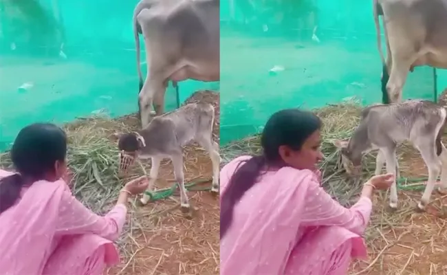 Viral: Anchor Suma Trolled For Cow Video In Social Media  - Sakshi