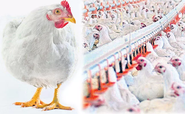 Chicken Prices Fluctuation in Telugu States Reasons Here - Sakshi