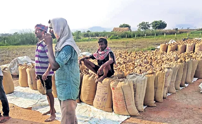 Rice cultivation at a record level in AP - Sakshi