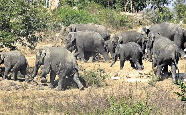 International Conference on Elephant Conservation - Sakshi