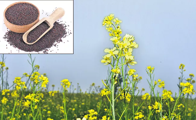 Center efforts to increase mustard‌ cultivation acreage in 13 states - Sakshi