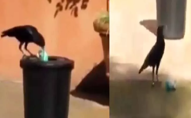 viral video: Crow collects garbage, throws it in dustbin - Sakshi