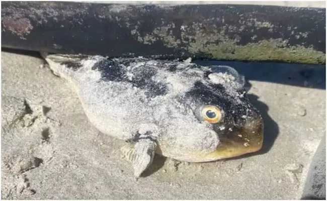 Toxic Puffer Fish Deadlier Than Cyanide Wash Up On South African Beach - Sakshi