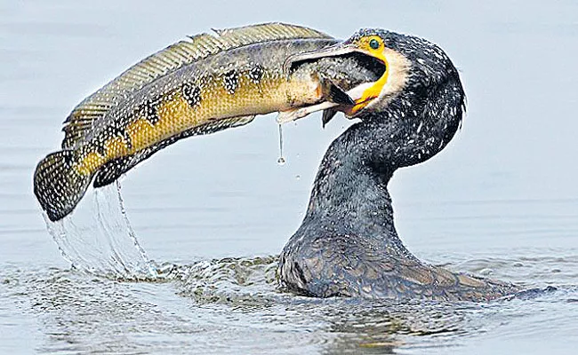 Camront Bird Try To Eat Fish But Turns To Horrible - Sakshi