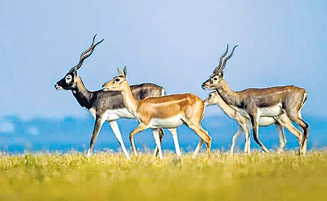 Sriramsagar Backwater Area Becoming As Wildlife Sanctuary Says - Sakshi