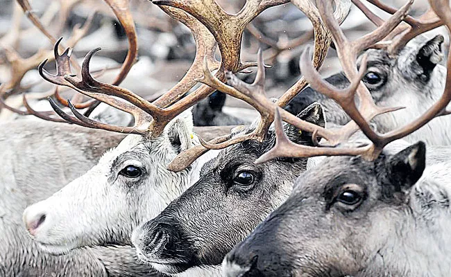 Drone captures herd of reindeer circling to protect themselves from predator - Sakshi