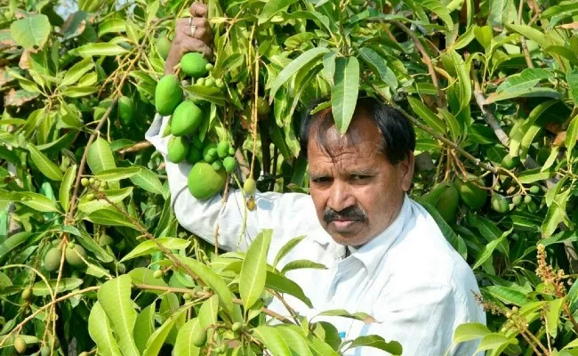 Mango production round the year, Kota farmer develops a new variety - Sakshi