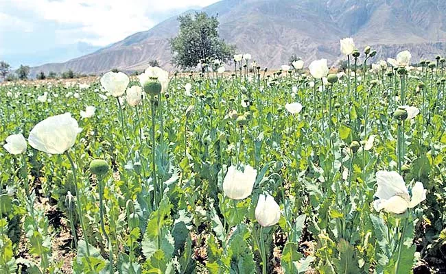 Drug Mafia Behind Opium Poppy Cultivation - Sakshi