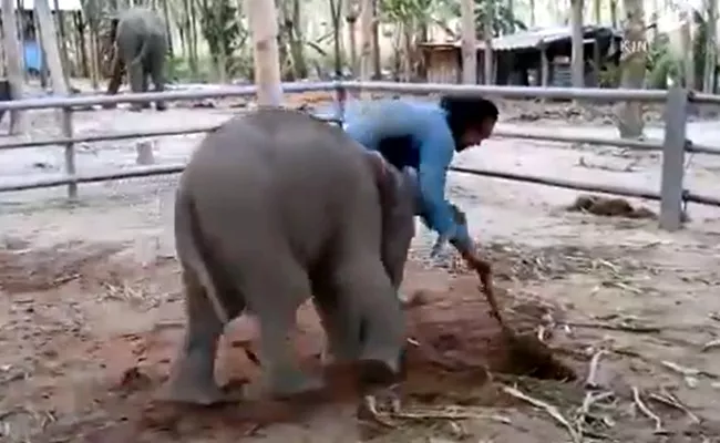 Baby Elephant Fighting With Worker Goes Viral - Sakshi