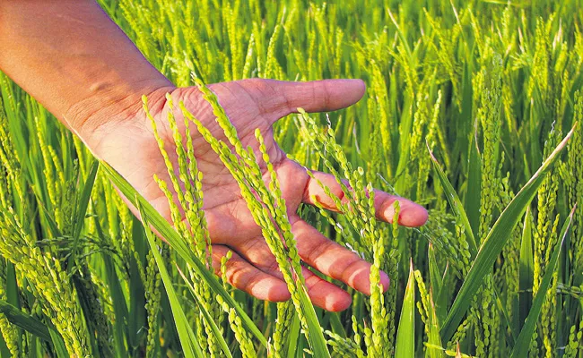 Rice yields to grow at record levels in AP - Sakshi