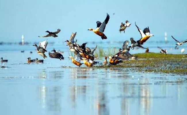 Due To High Temperatures Migrant Birds Death In Odisha - Sakshi