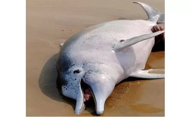 Rare Dolphins Death in Visakha Beach - Sakshi