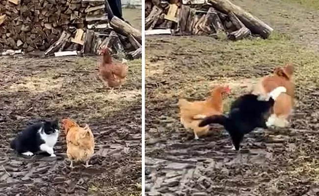 Chickens Team Up To Chase Off Cat When It Pounces on Them - Sakshi