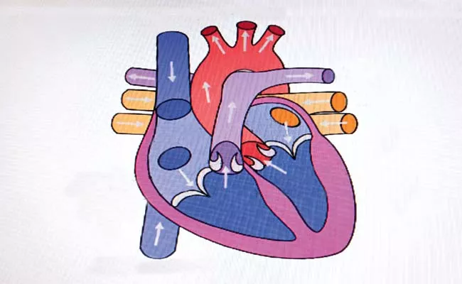 Research On Artificial Heart Preparation At Osmania University - Sakshi