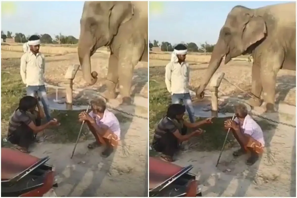 Thirsty Elephant Operates Hand Pump on His Own to Drink Water - Sakshi