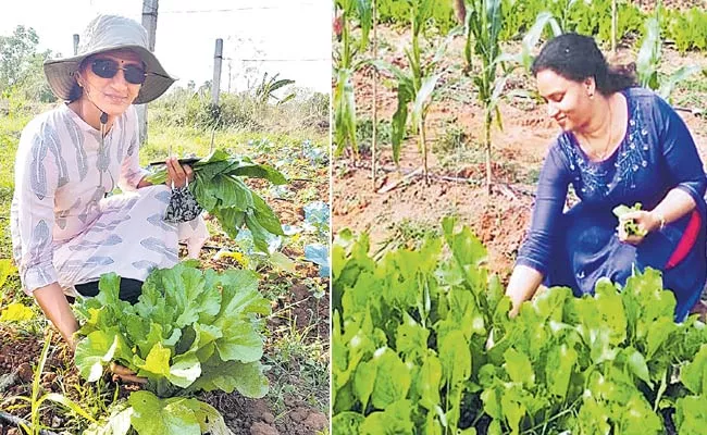 Urban Eco Farming In Vizianagaram District - Sakshi