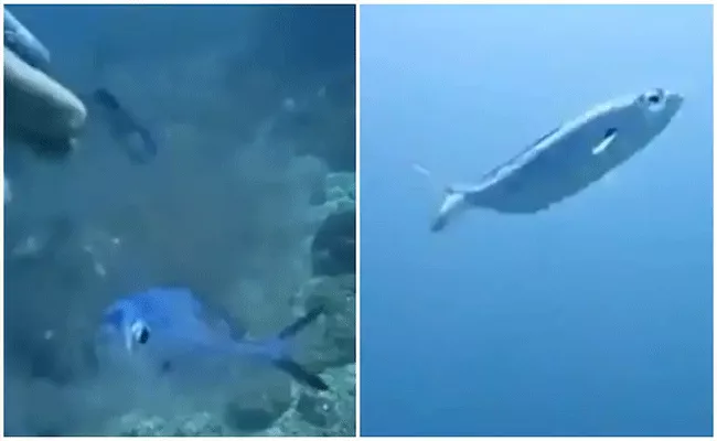 Viral: Scuba Diver Rescues Fish Trapped Inside Plastic Packet Underwater - Sakshi