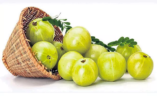 Amla vitamin which boosts the immune system - Sakshi