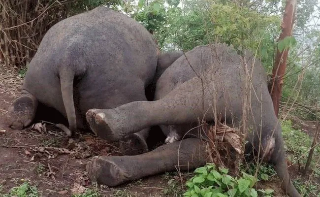 Mystery: 18 Elephants Died In Assam - Sakshi