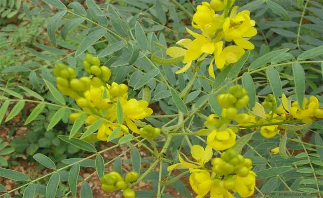 Senna Tea Benefits To Drink To Boost Digestive Tract - Sakshi