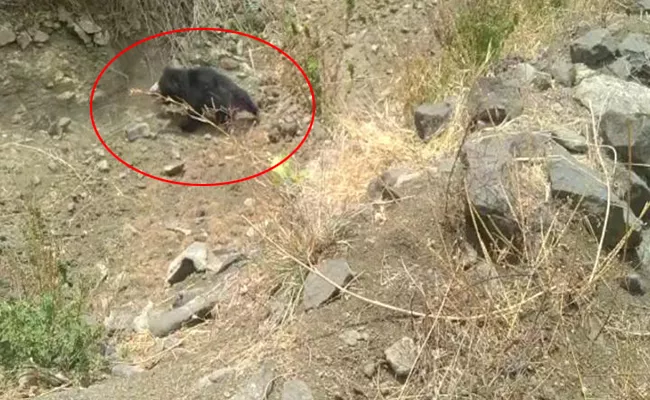 Bear Hulchul In Chityala Village - Sakshi