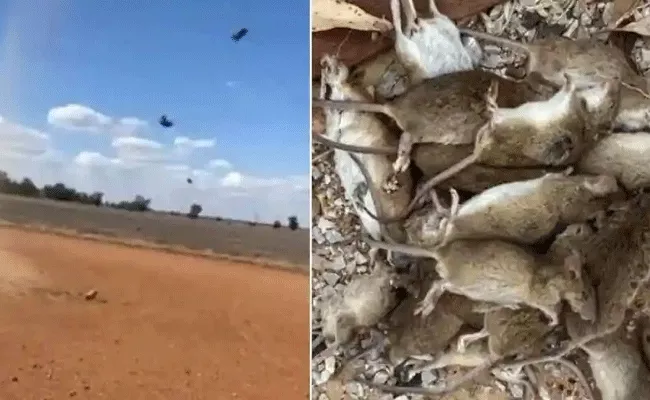 Viral Video: Mice In Australia Seen Rraining From Sky - Sakshi