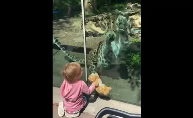 Leopard At A Zoo Reacts To A Little Girl And Her Doll Cat - Sakshi