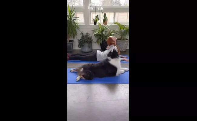 A Dog Perfectly Mimicking Owner During Yoga Session In Australia - Sakshi