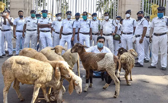 West Bengal: Protester Comes With Sheep In Front Of Raj Bhavan - Sakshi