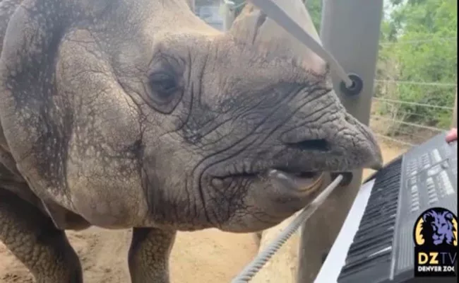 Rhino Plays Keyboard To Celebrate Birthday Denver Zoo In US - Sakshi