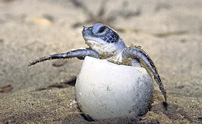 Forest department officials took special measures to protect Olive Ridley - Sakshi