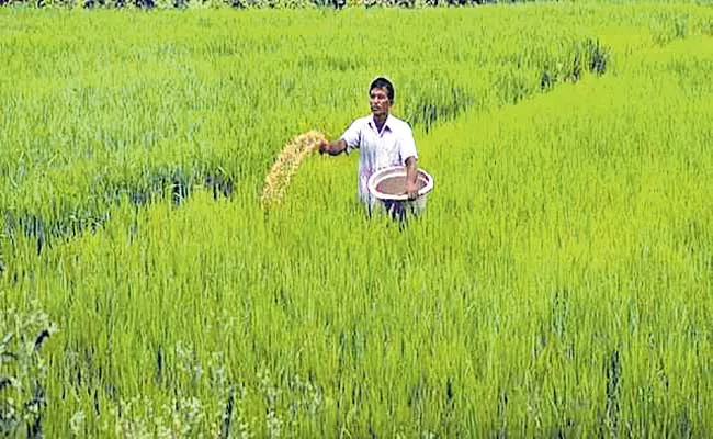 Govt hikes subsidy on DAP fertiliser by 140percent to rs 1,200 per bag - Sakshi