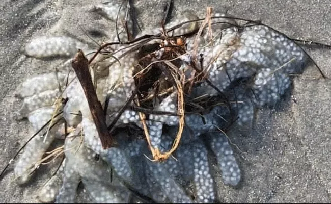 Mysterious Mass Found On North Carolina Coast, What Is This - Sakshi