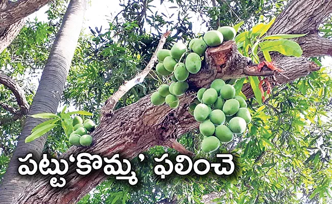 Edupugallu: Cut Tree Branches Fruiting Mangoes in Krishna District - Sakshi