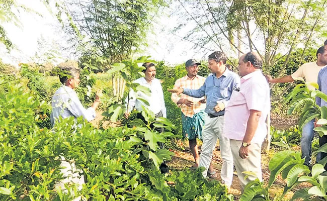 Natural Farming: Five Stages Cultivation in Kurnool District - Sakshi