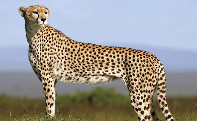 Cheetahs To Be Re Introduced In India - Sakshi