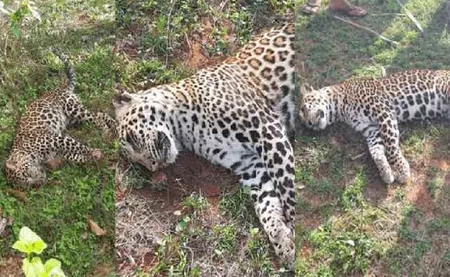 Mother And Cub Leopard Died in karnataka - Sakshi