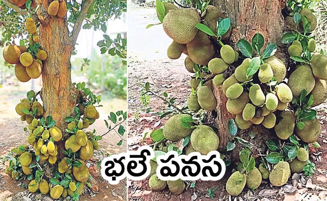 Local to Global Photo Feature: Jackfruit, Cable Car, Corona Isolation Centre, Lockdown - Sakshi