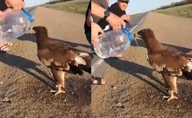 Man Helps Parched Eagle Drink Water In Netherlands - Sakshi