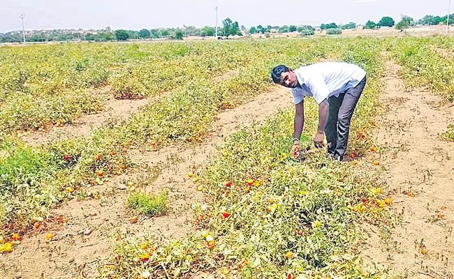 Profit For Vegetable Traders Losses For Farmers - Sakshi