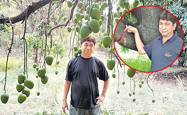 What is Girdling, Ring Barking of Fruit Trees: Full Details in Telugu - Sakshi