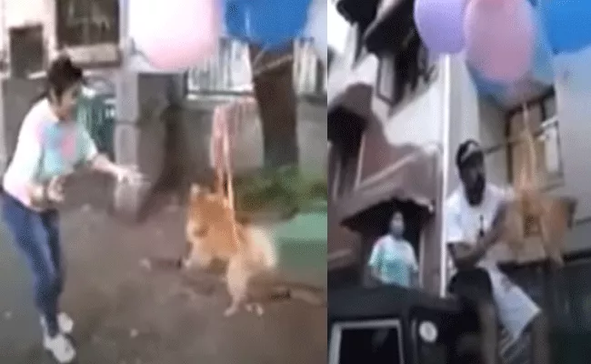 YouTuber Makes Pet Dog Fly Using Balloons Case Filed In Delhi - Sakshi