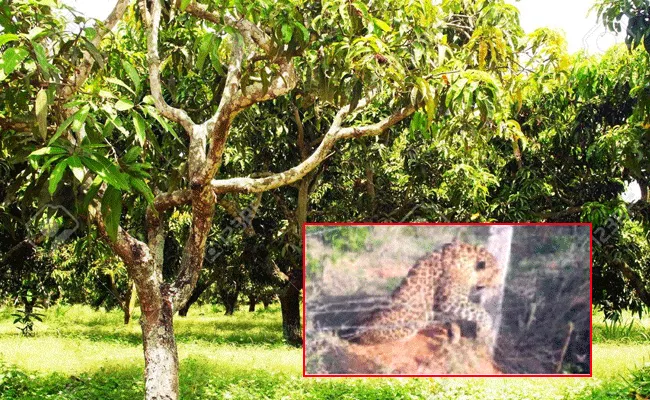 Tiger Died At Mango Orchard Protection Fence In Kolar - Sakshi