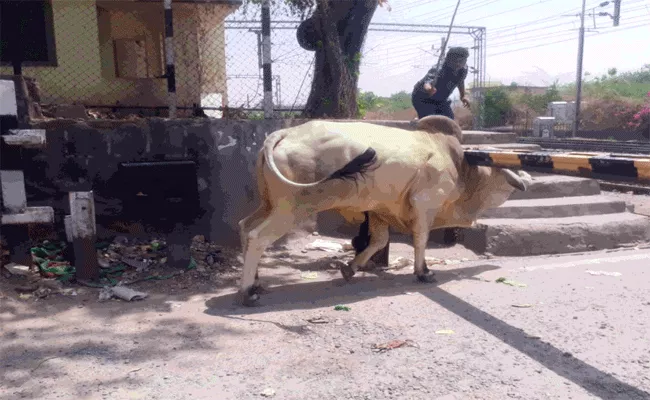 Viral: Cow Crossing Railway Gate In mancherial - Sakshi