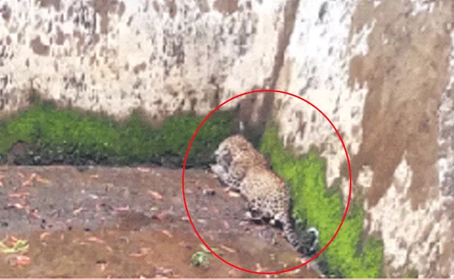 Karnataka: Tiger Jumped Into Water Less Tanker  - Sakshi